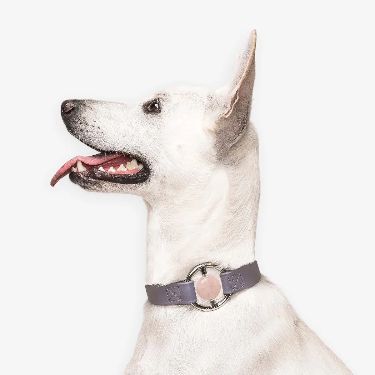 All Eyes On Me Dog Collar Sea Lavender/Rose Quartz