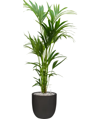Kentia (Howea) forsteriana in Capi Urban Smooth NL Office Plant With Pot 147cm Height 29.8cm Dia