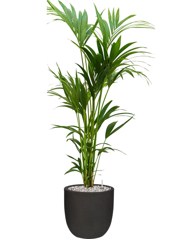 Kentia (Howea) forsteriana in Capi Urban Smooth NL Office Plant With Pot 147cm Height 29.8cm Dia